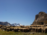 rando-moutons-montagne-3446