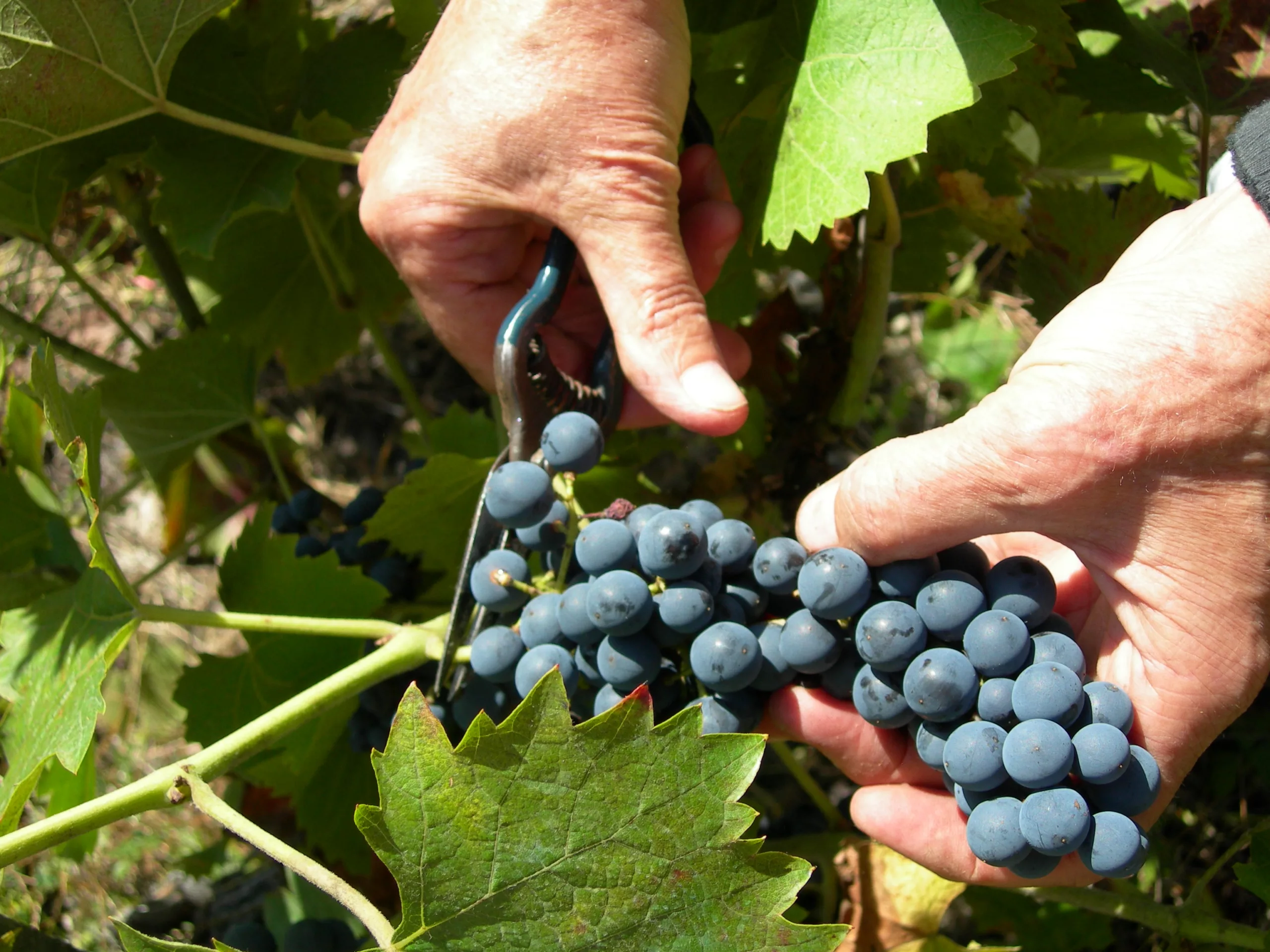 Vignes et vins en Savoie Vignes et vins en Savoie